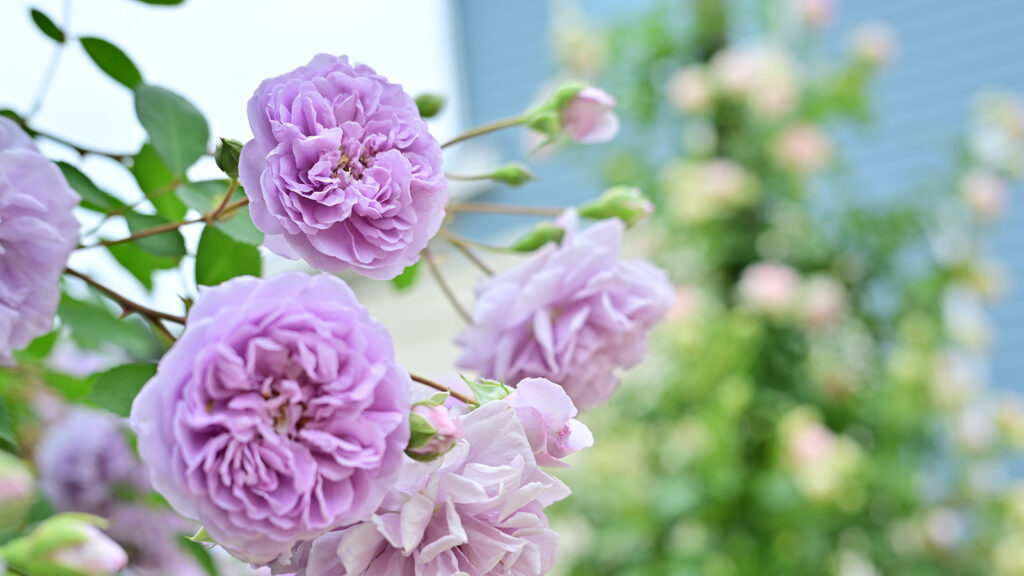 バラのレイニーブルー