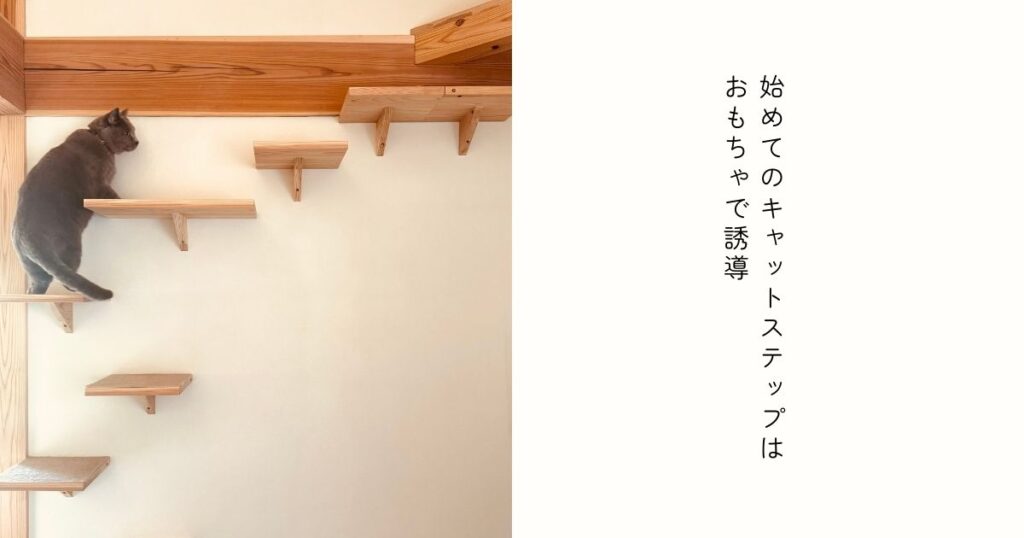 キャットステップを登る猫