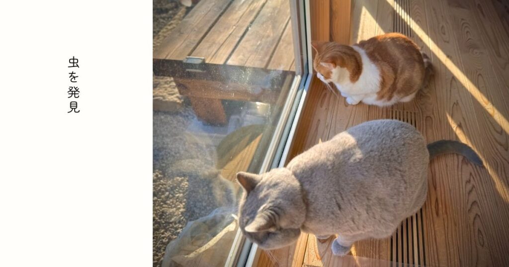 部屋の窓から外を眺める猫