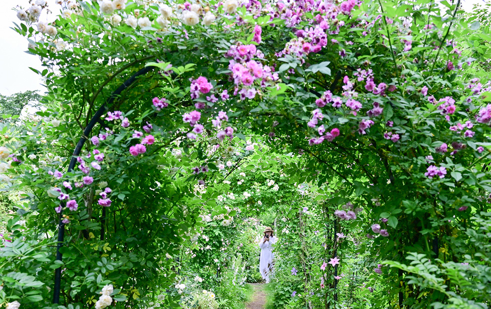 七連のバラアーチ