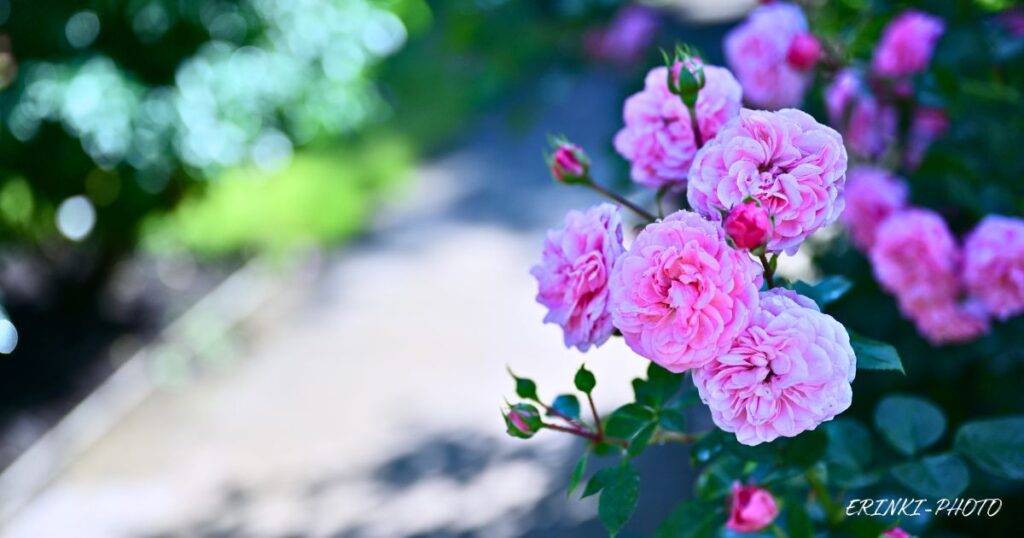 ローズガーデンで咲く、房咲きピンク色のバラ