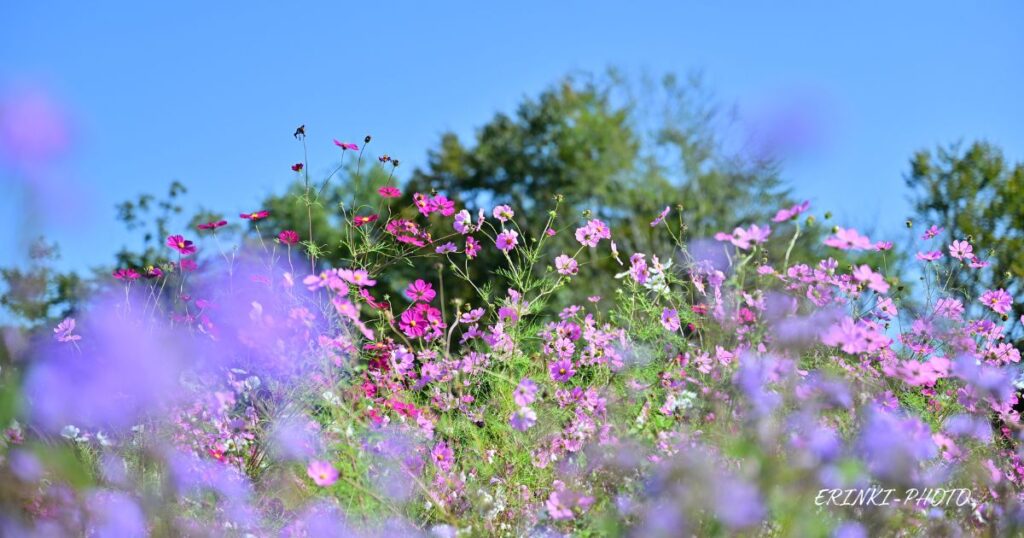 コスモスの群生