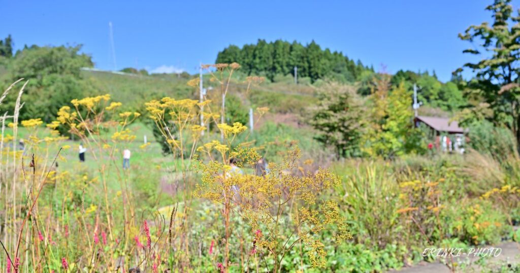 秋色のナチュラルガーデン