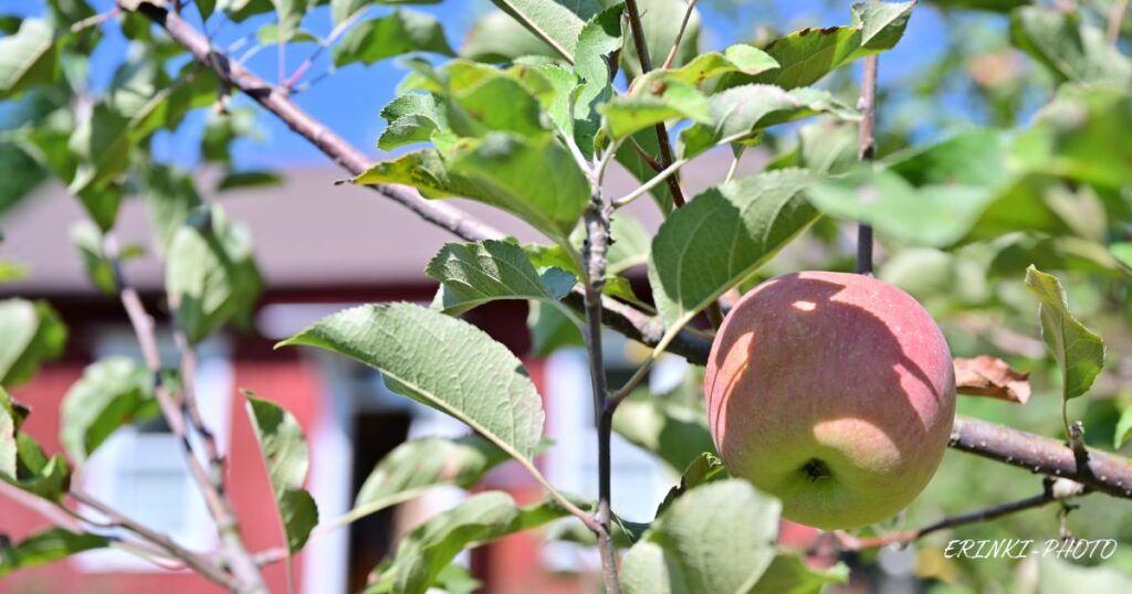 赤い小屋とりんごの木