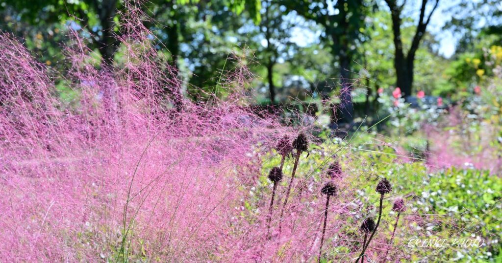 ピンク色のミューレンベルギア