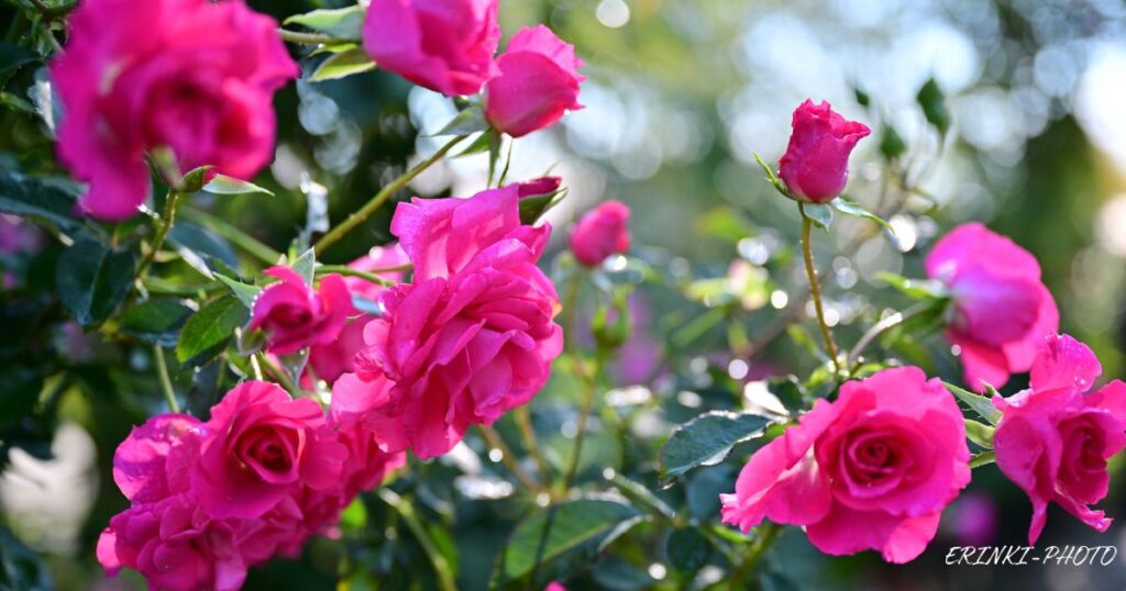 深いピンクのバラ