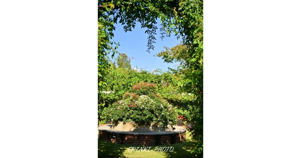 ローズガーデンのアーチ