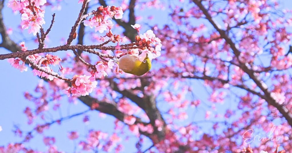 熱海桜とメジロ